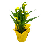 Calla Lily, 6 in
