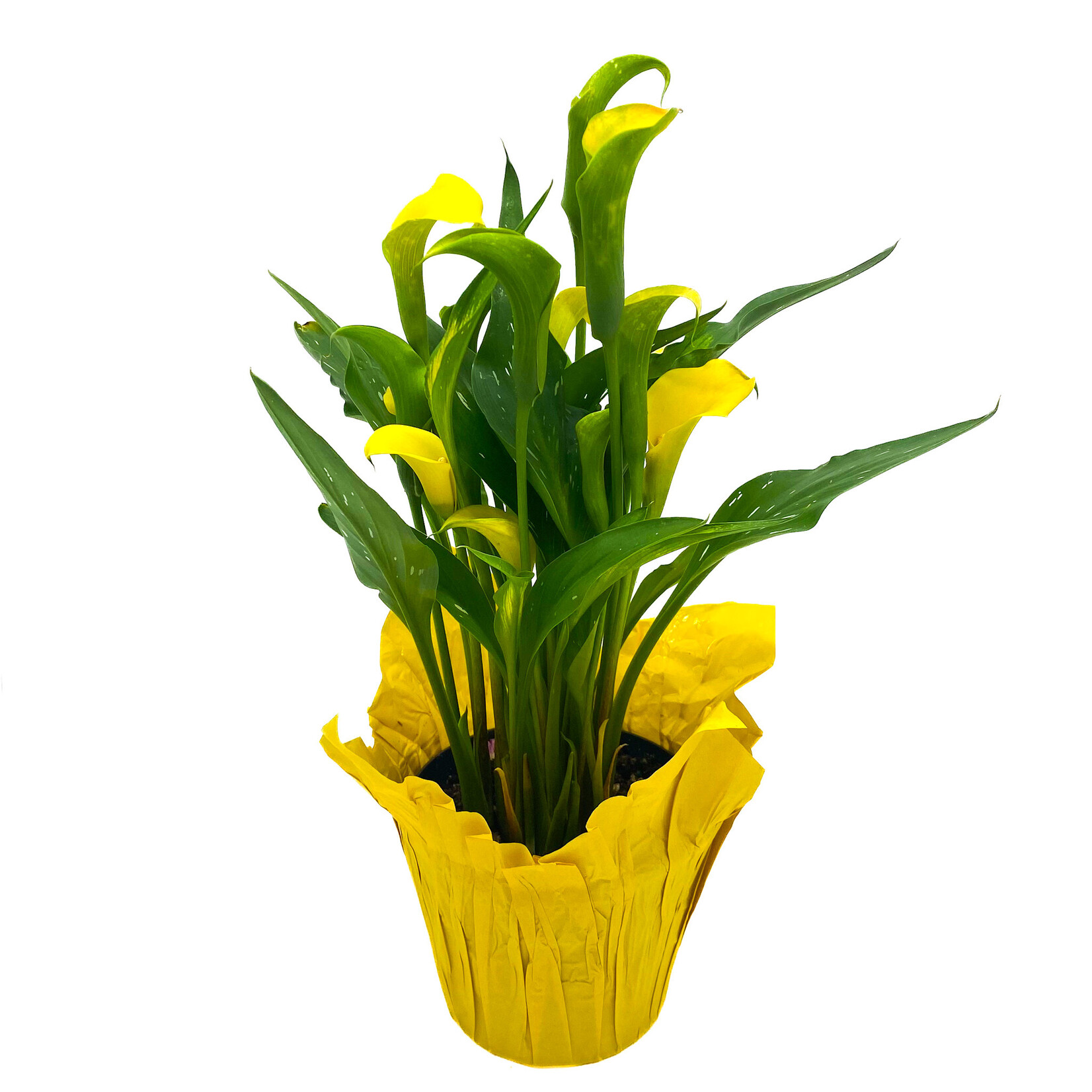 Calla Lily, 6 in