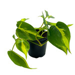 Philodendron, Brazil, 4 in