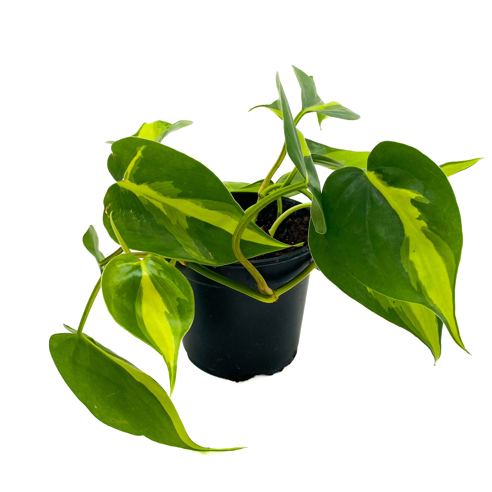 Philodendron, Brazil, 4 in