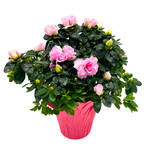 Azalea, 6 in