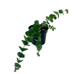 Eucalyptus, Silver Dollar 4 in