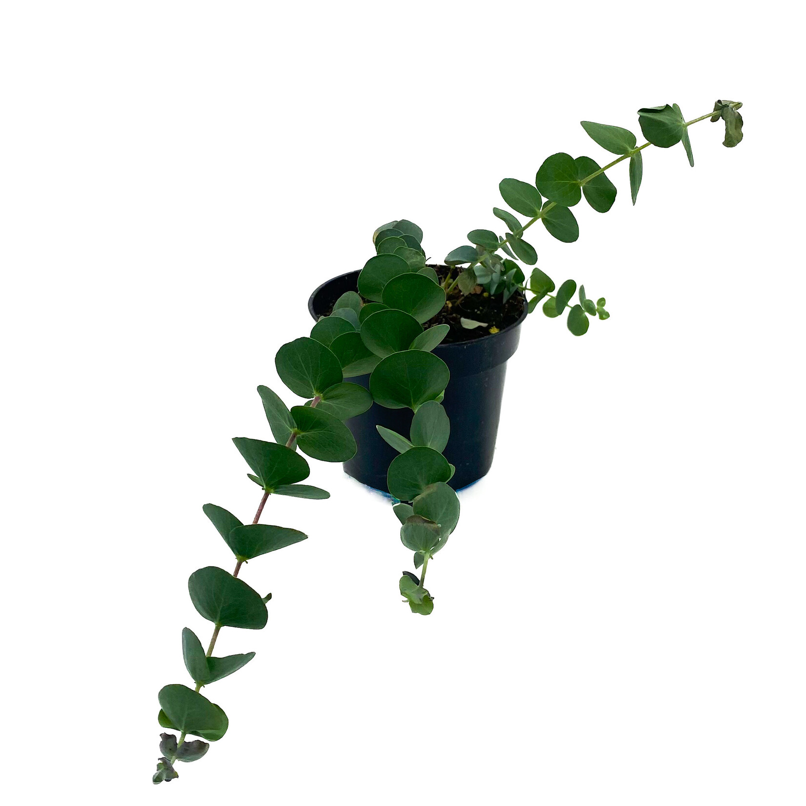 Eucalyptus, Silver Dollar 4 in
