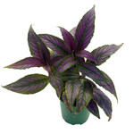Persian Shield, 4 in