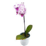 Phalaenopsis, In Ceramic 4 in