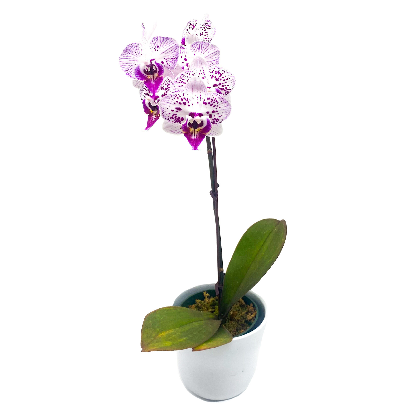 Phalaenopsis, In Ceramic 4 in