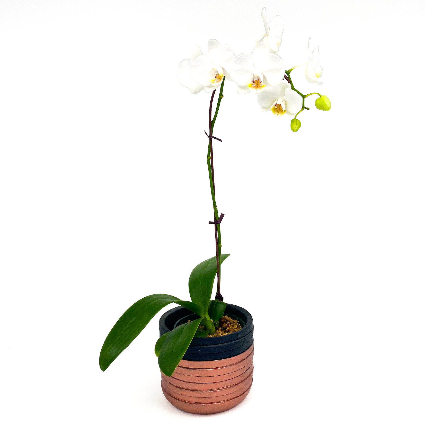 Phalaenopsis, In Ceramic 4 in