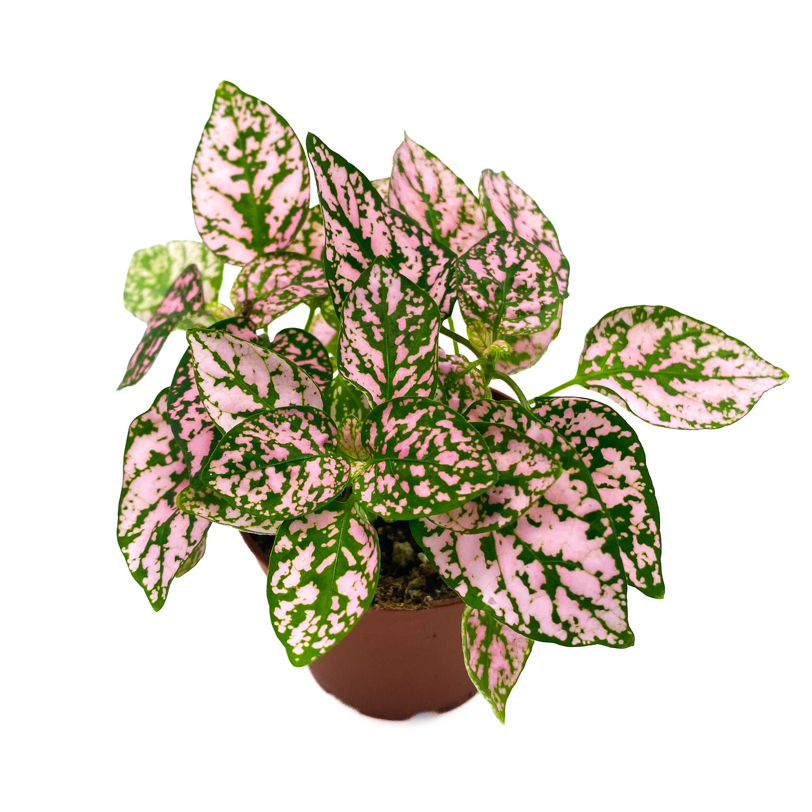 Polka Dot, Asst 2.25 in