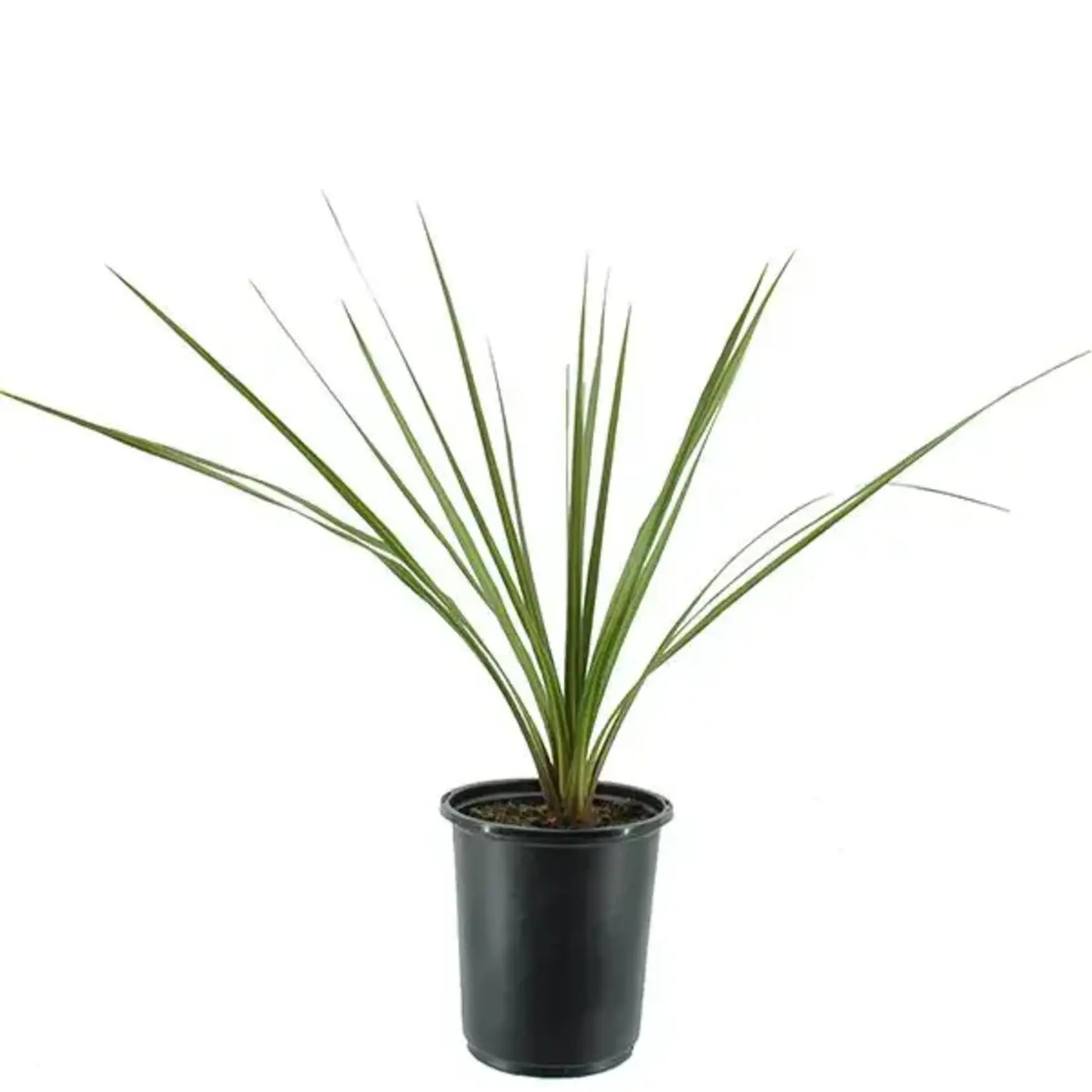 Dracaena, Indivisa 4 in