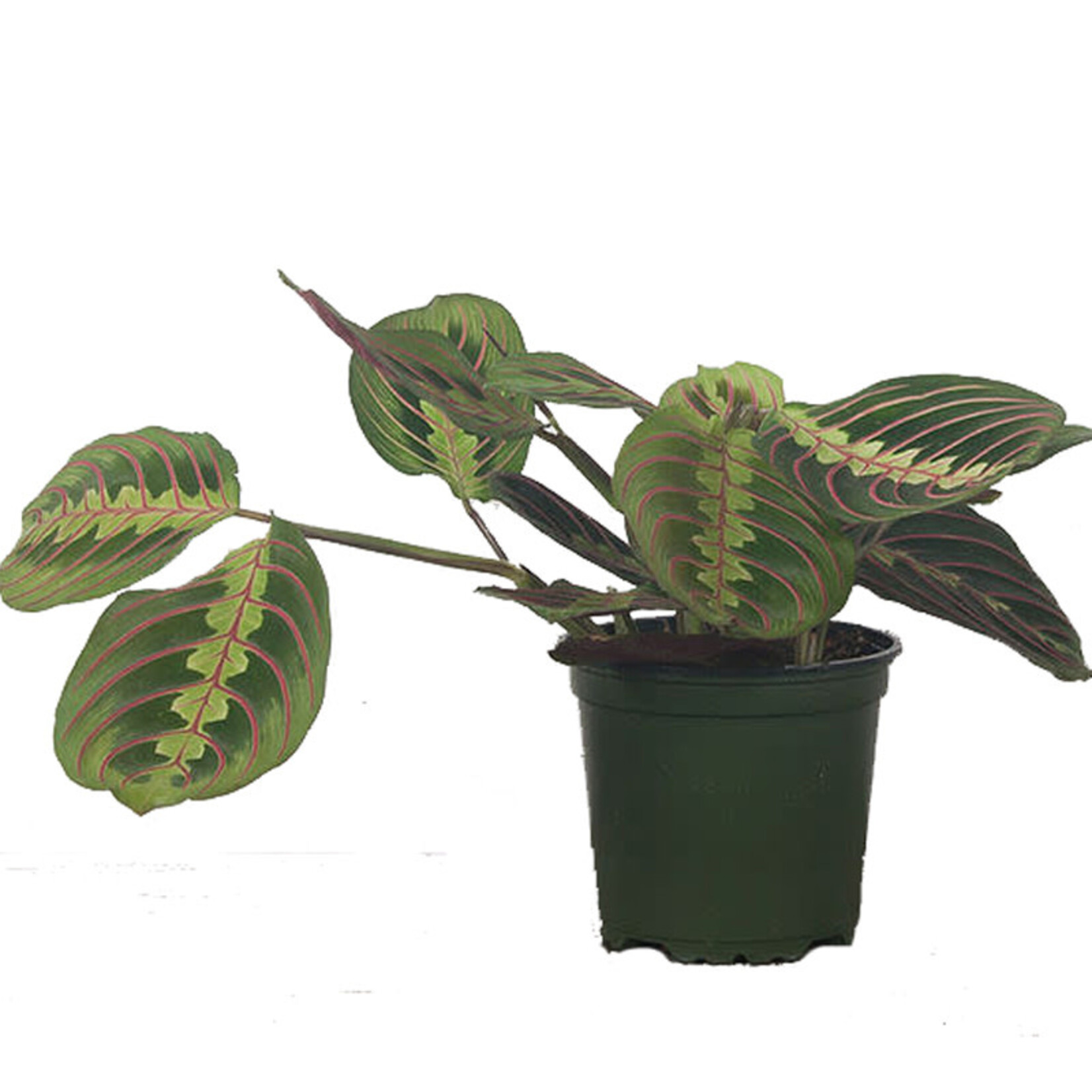 Maranta Red, Prayer Plant 4in
