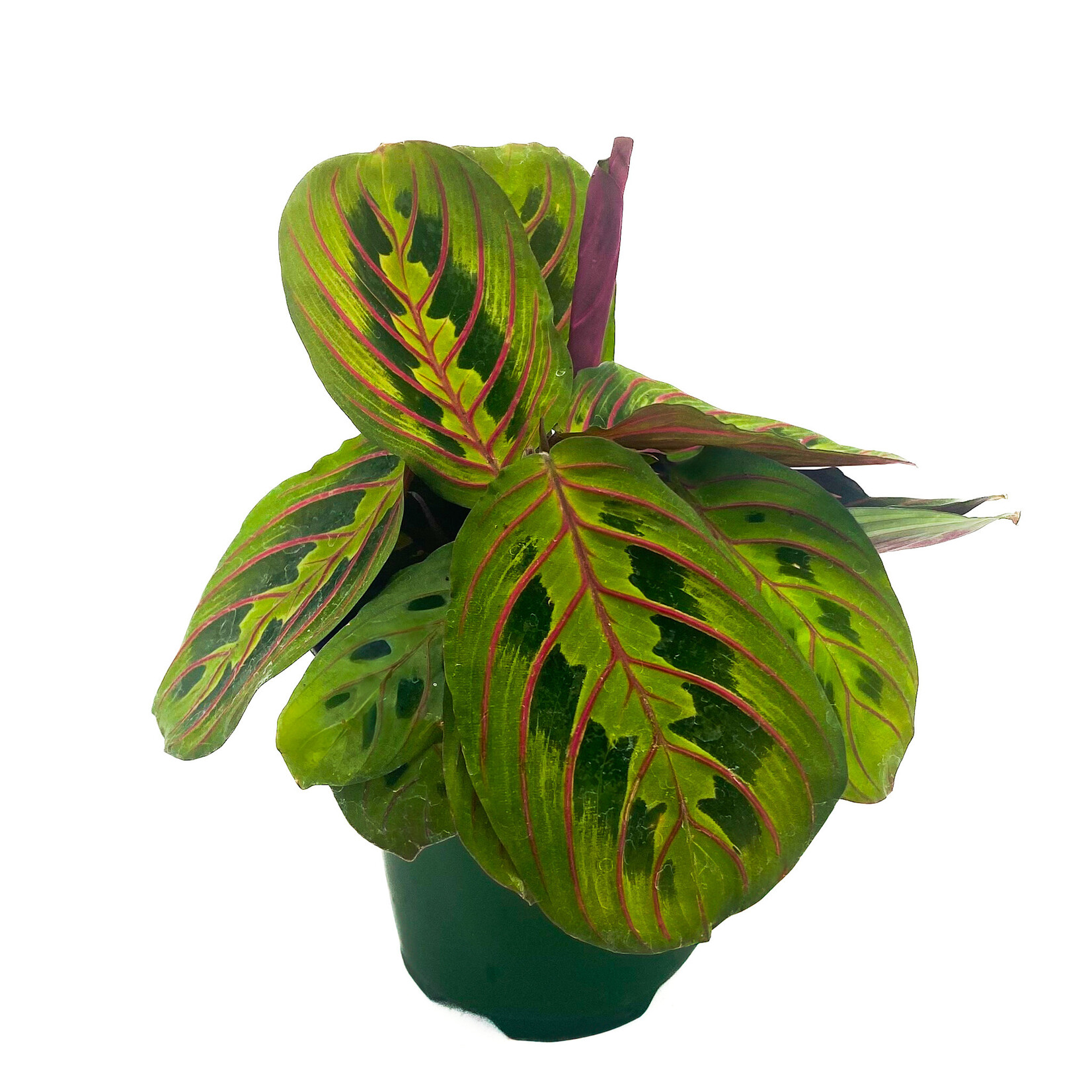 Maranta Red, Prayer Plant 4in