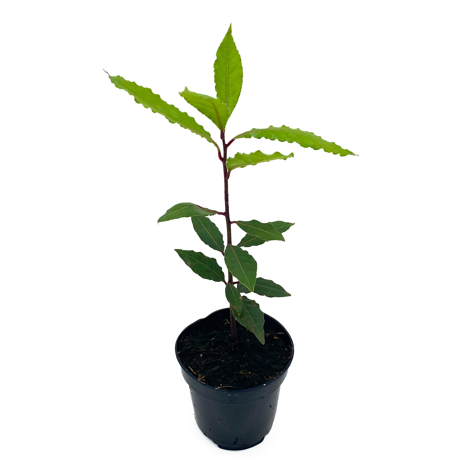 Bay Laurel, 4 in