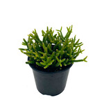 Cactus, Rhipsalis Mistletoe 4 in