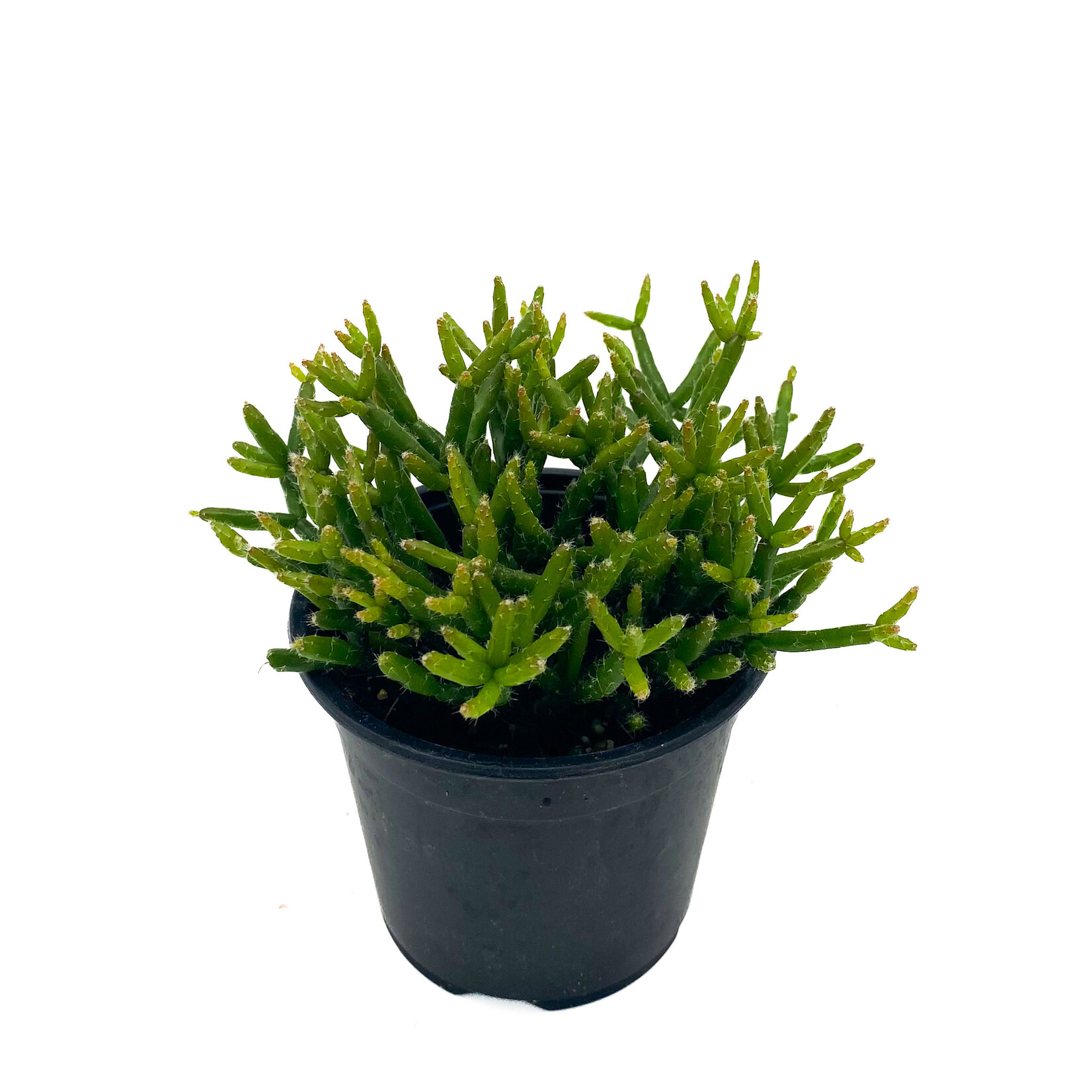 Cactus, Rhipsalis Mistletoe 4 in