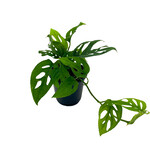 Monstera Adansonii, Swiss Cheese 4 in