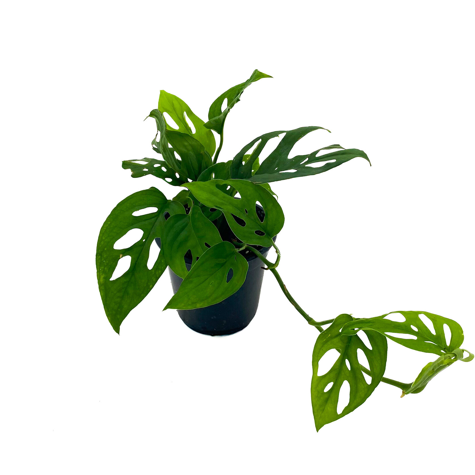 Monstera Adansonii, Swiss Cheese 4 in