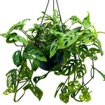 Monstera, Swiss Cheese 8 in HB