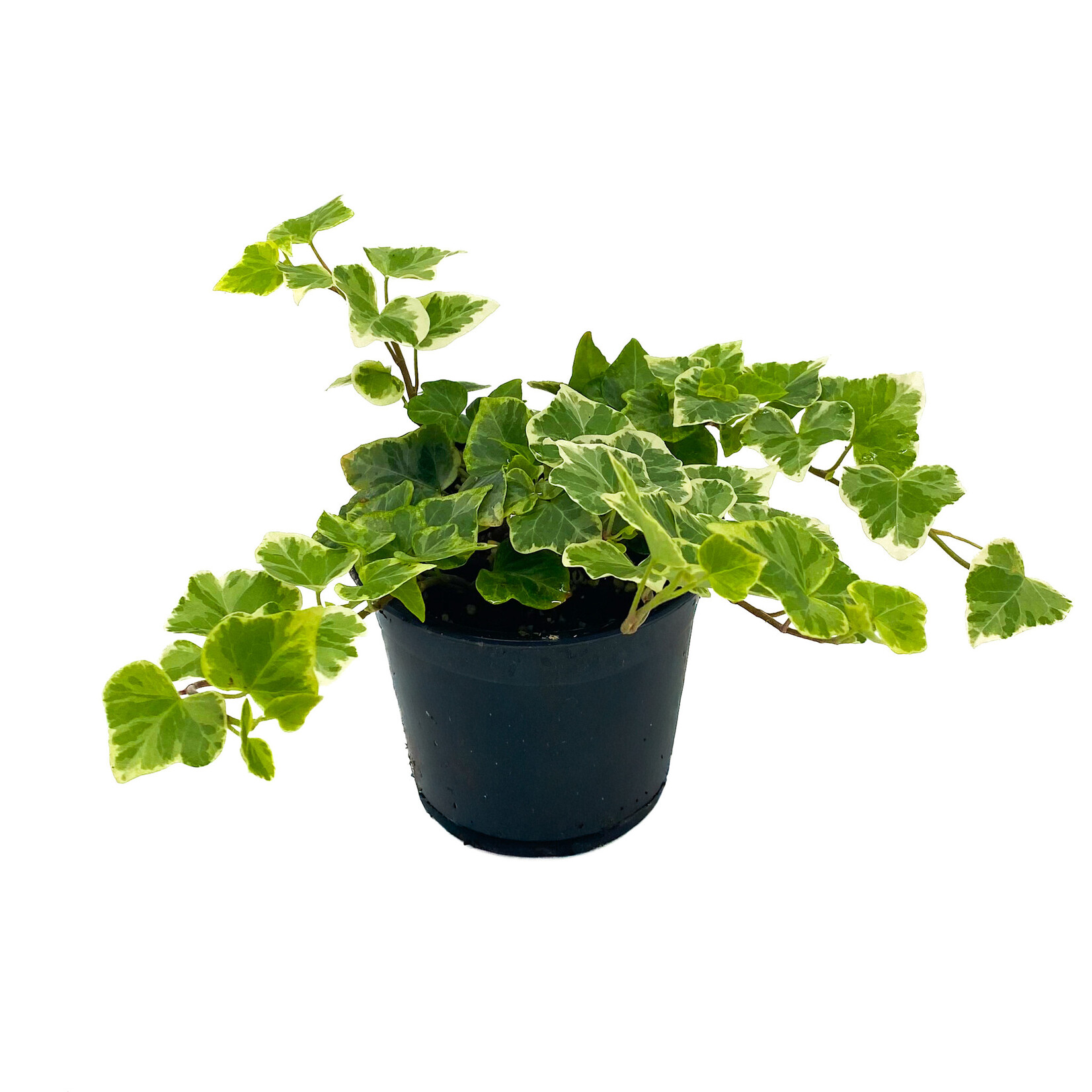 Ivy, English Variegated 4 in