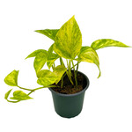 Pothos, Golden 4 in