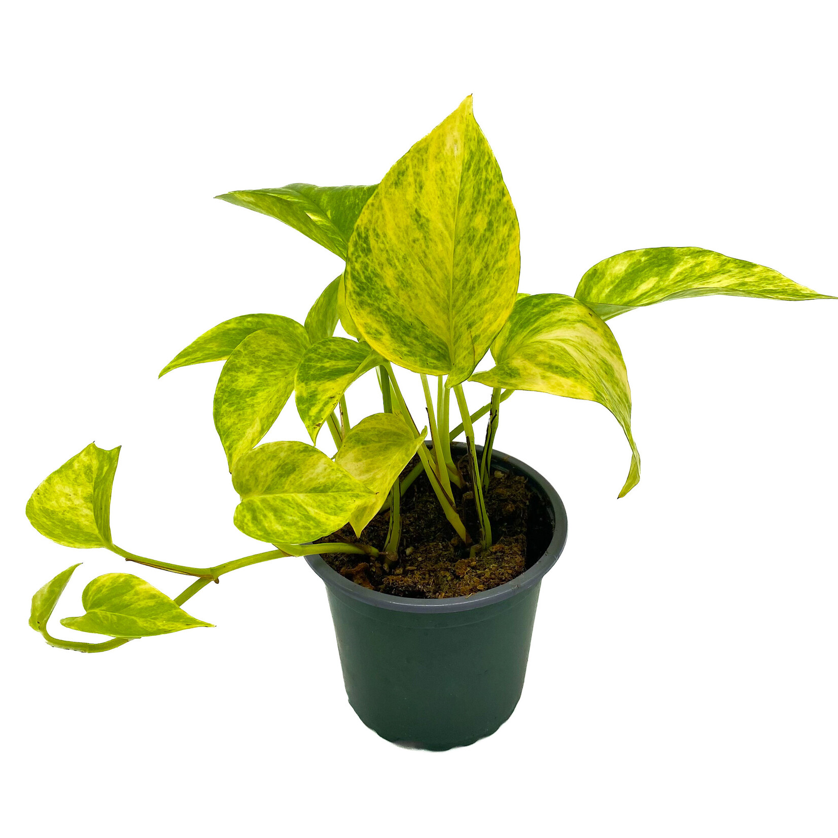 Pothos, Golden 4 in