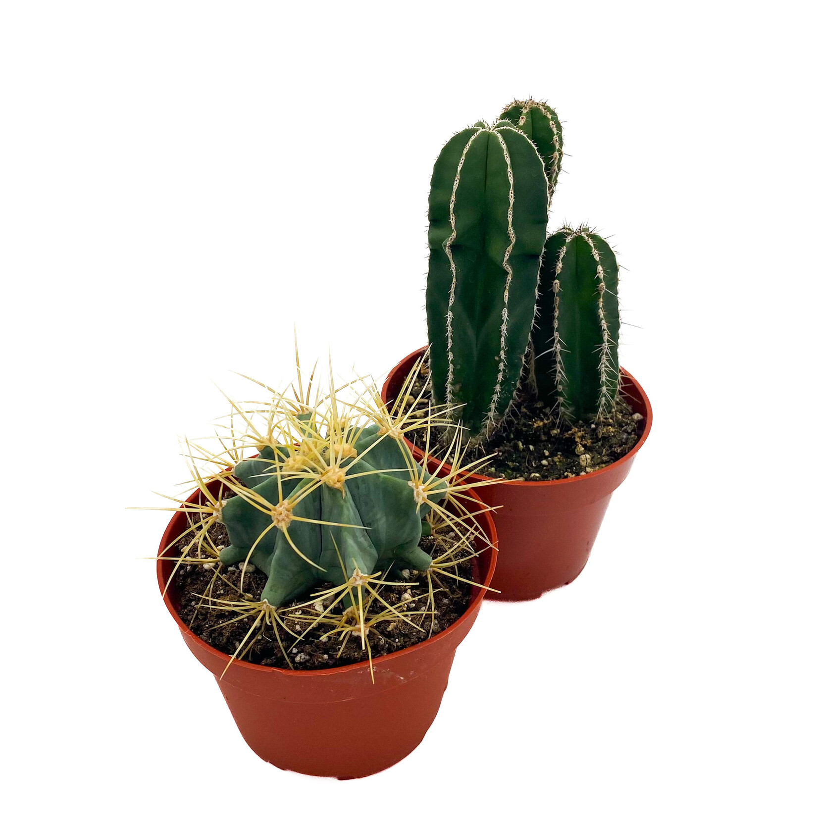 Cactus, Asst 4 in
