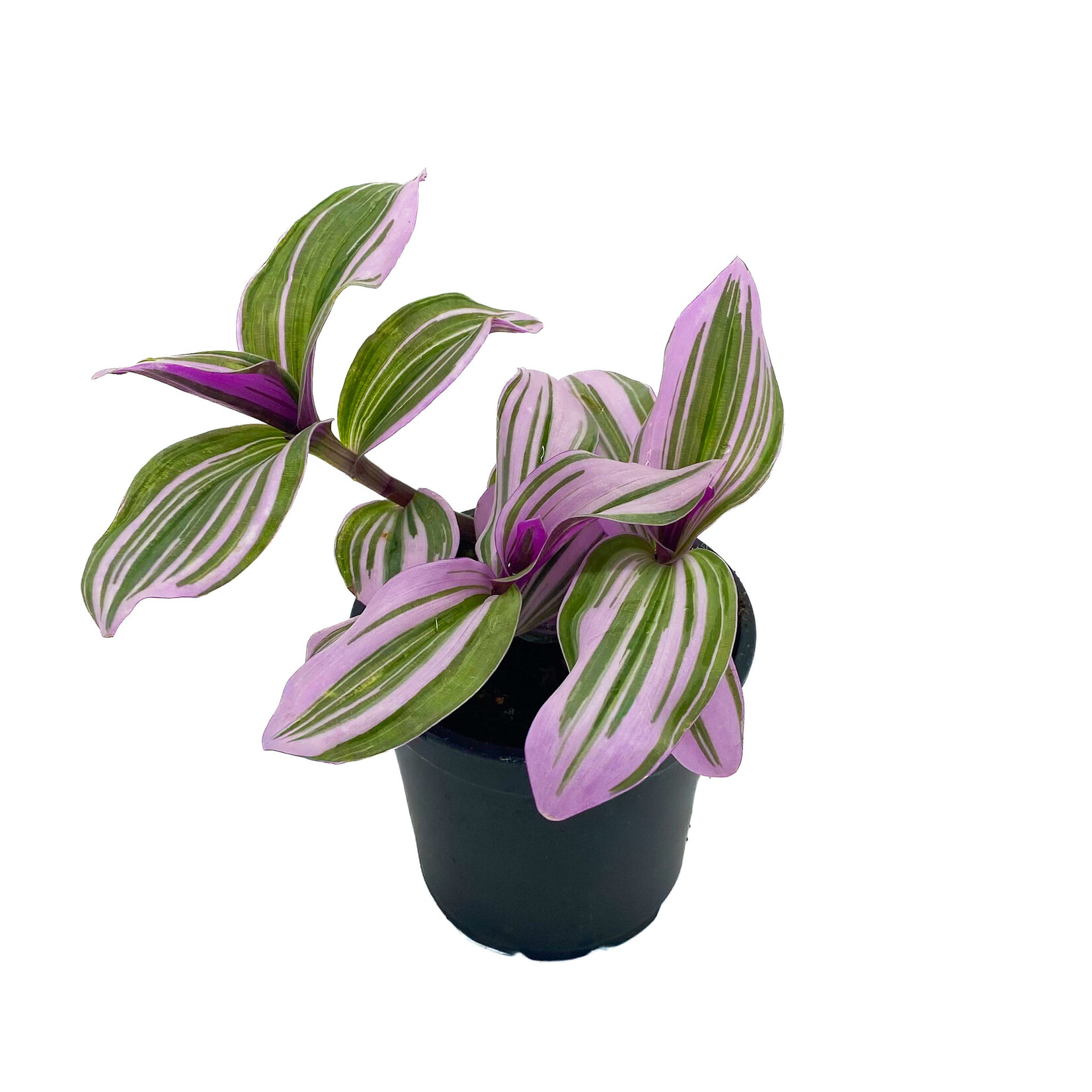 Tradescantia, Nanouk 4 in
