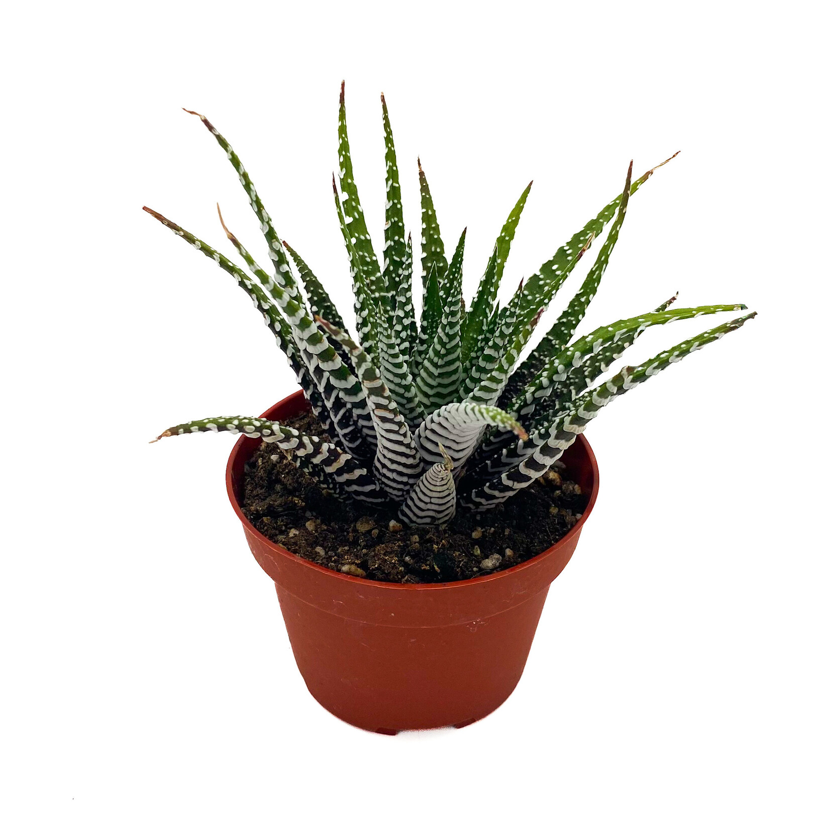 Haworthia, 4 in