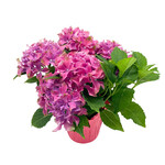Hydrangea, Asst 6 in