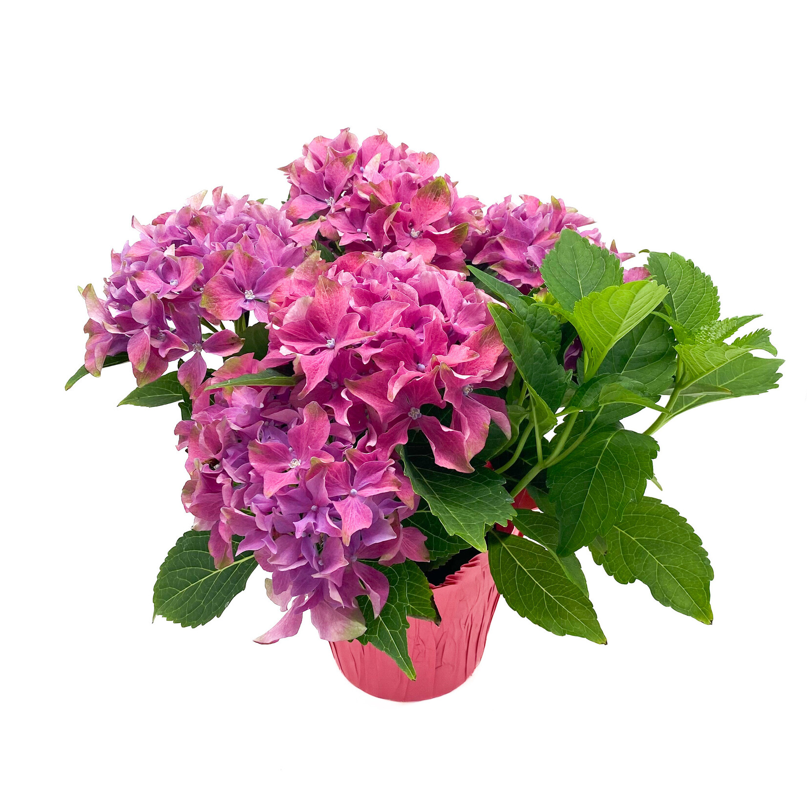 Hydrangea, Asst 6 in