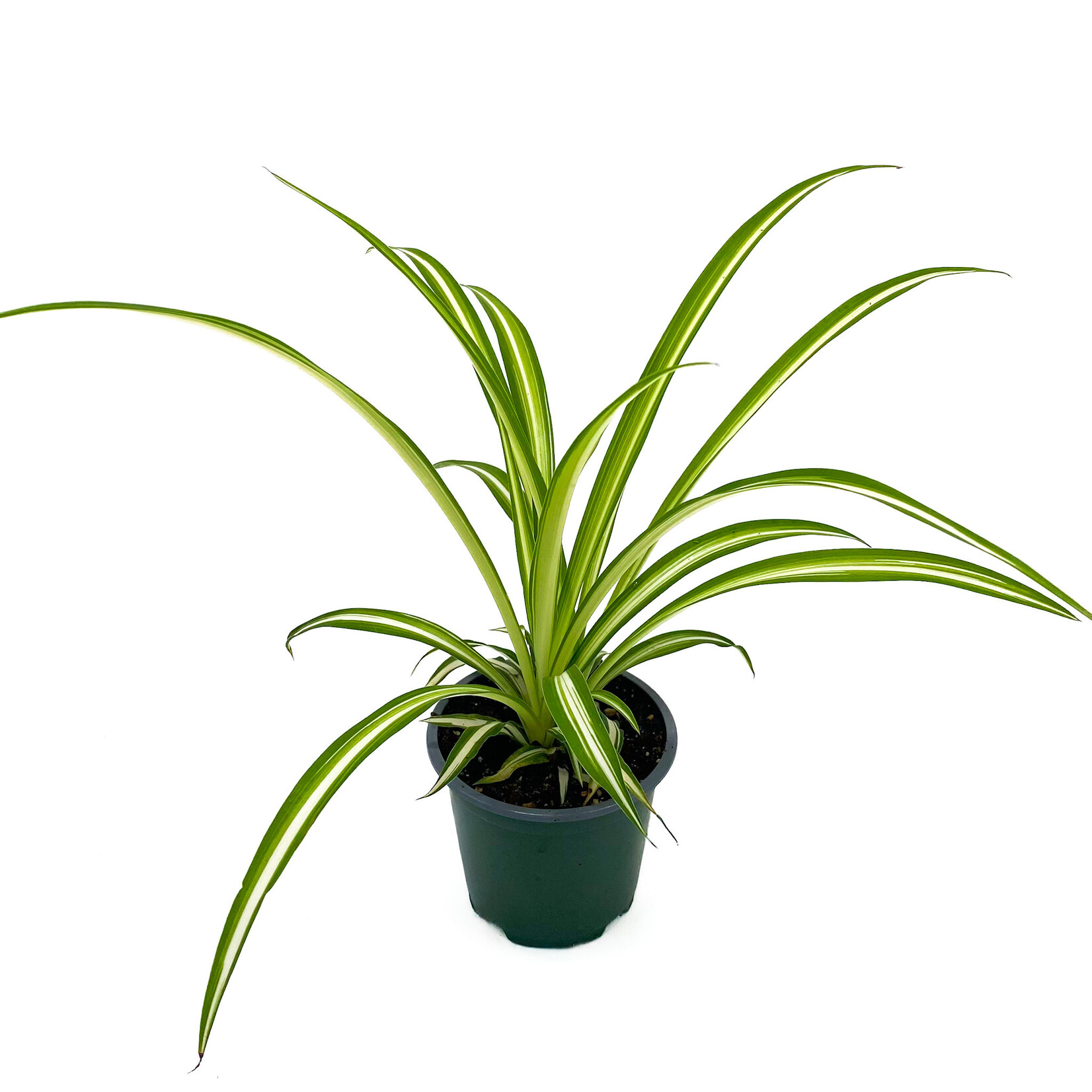 Spider Plant, Asst 4 in