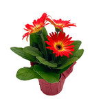 Gerbera, Asst 4 in