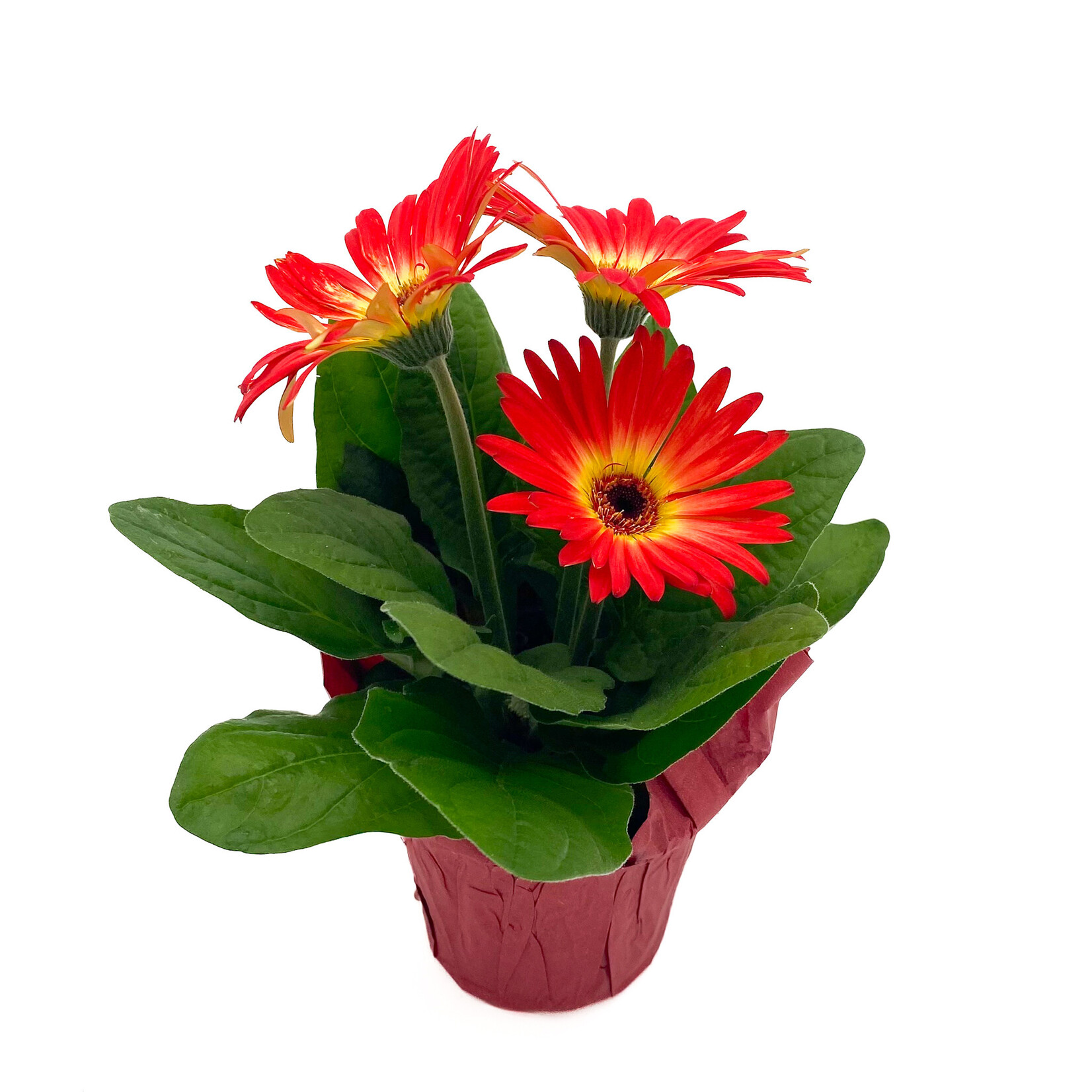 Gerbera, Asst 4 in