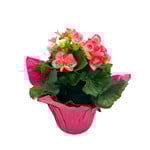 Begonia, Rieger 6 in