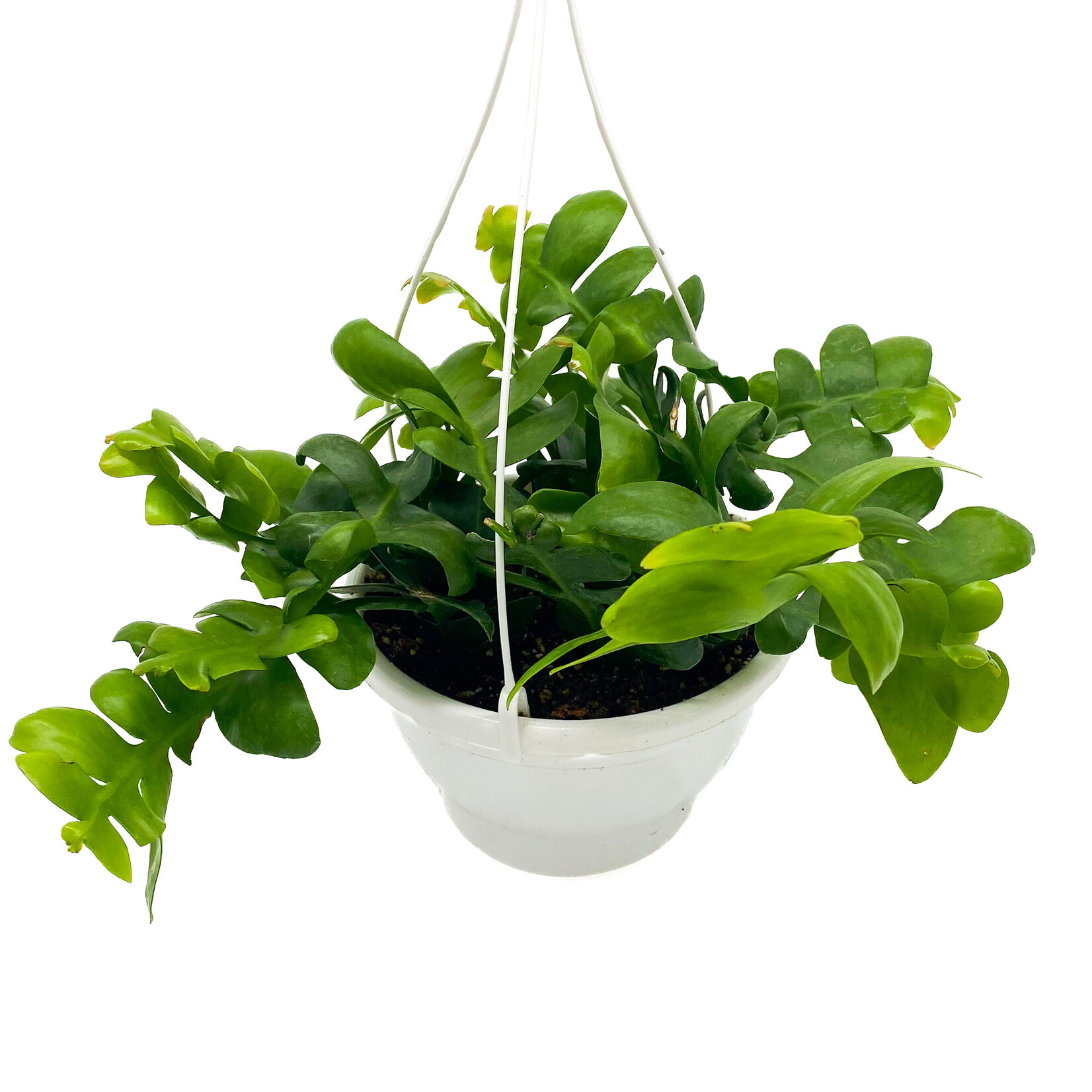 Cactus, Shark Tooth 8 in HB