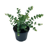 Eucalyptus 6 in