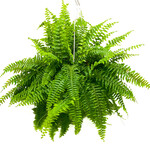 Fern, Boston 10 in HB
