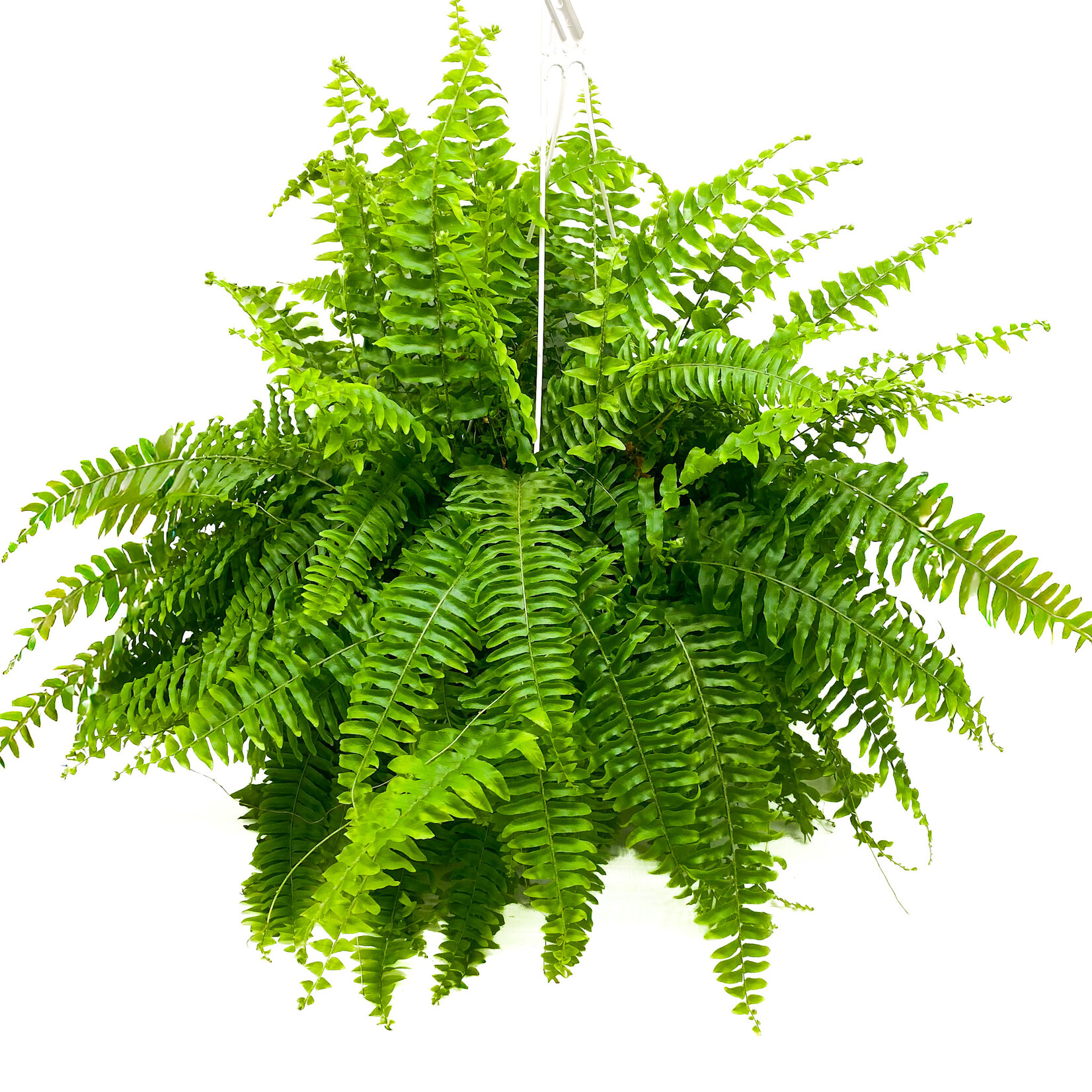 Fern, Boston 10 in HB