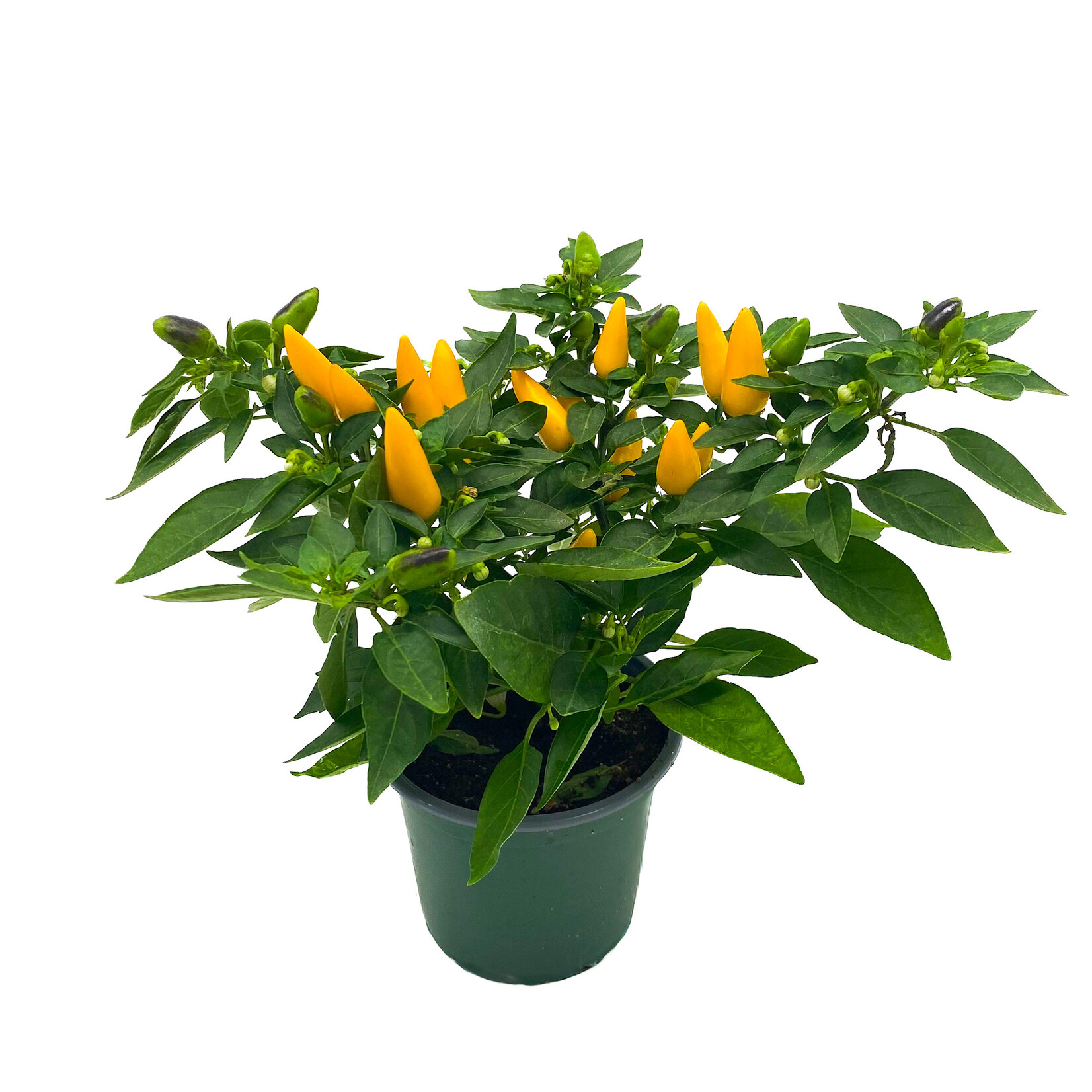 Pepper, Ornamental 4 in