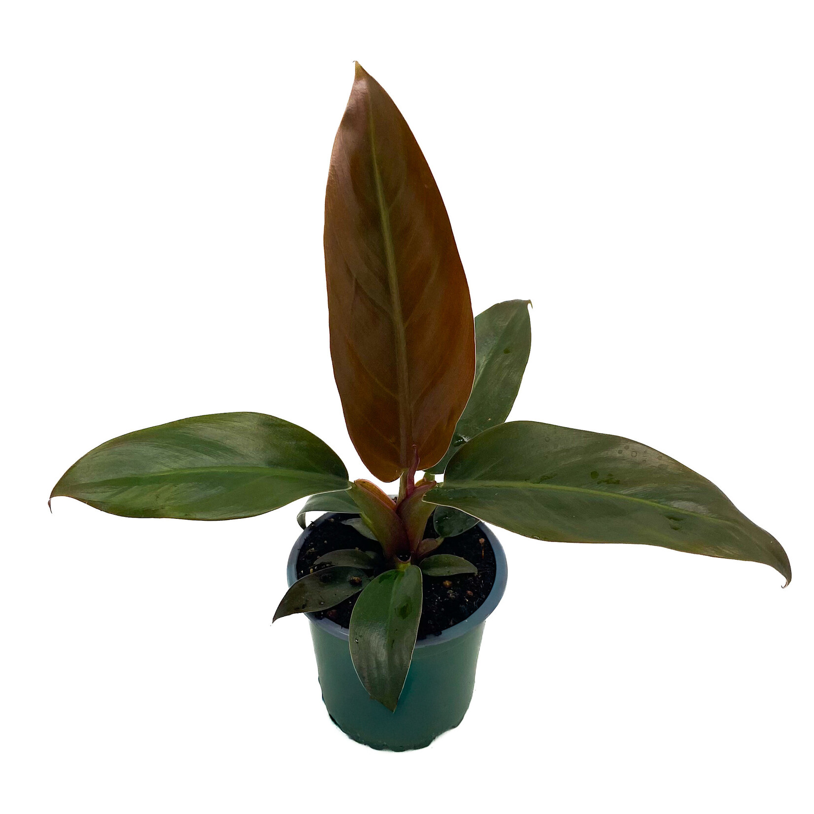 Philodendron, Imperial Red 4 in