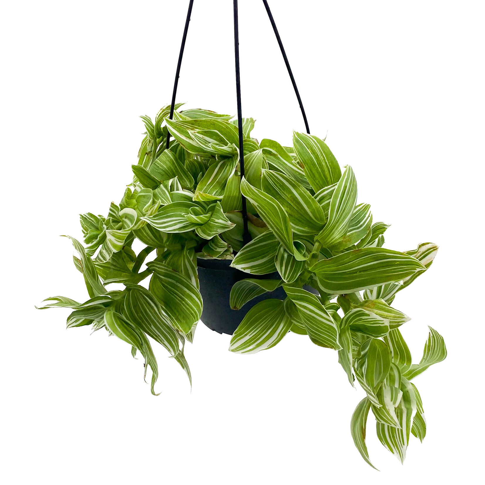 Tradescantia, Albovittata 6 in