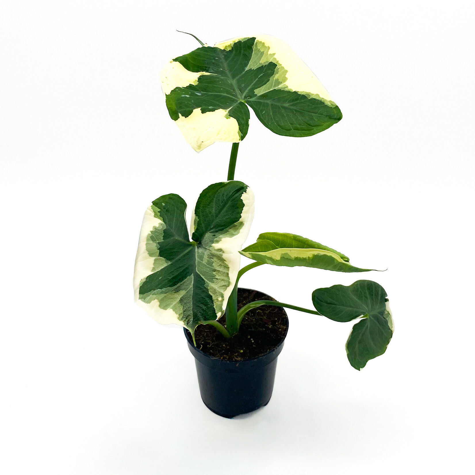 Xanthosoma, Mickey Mouse 4 in