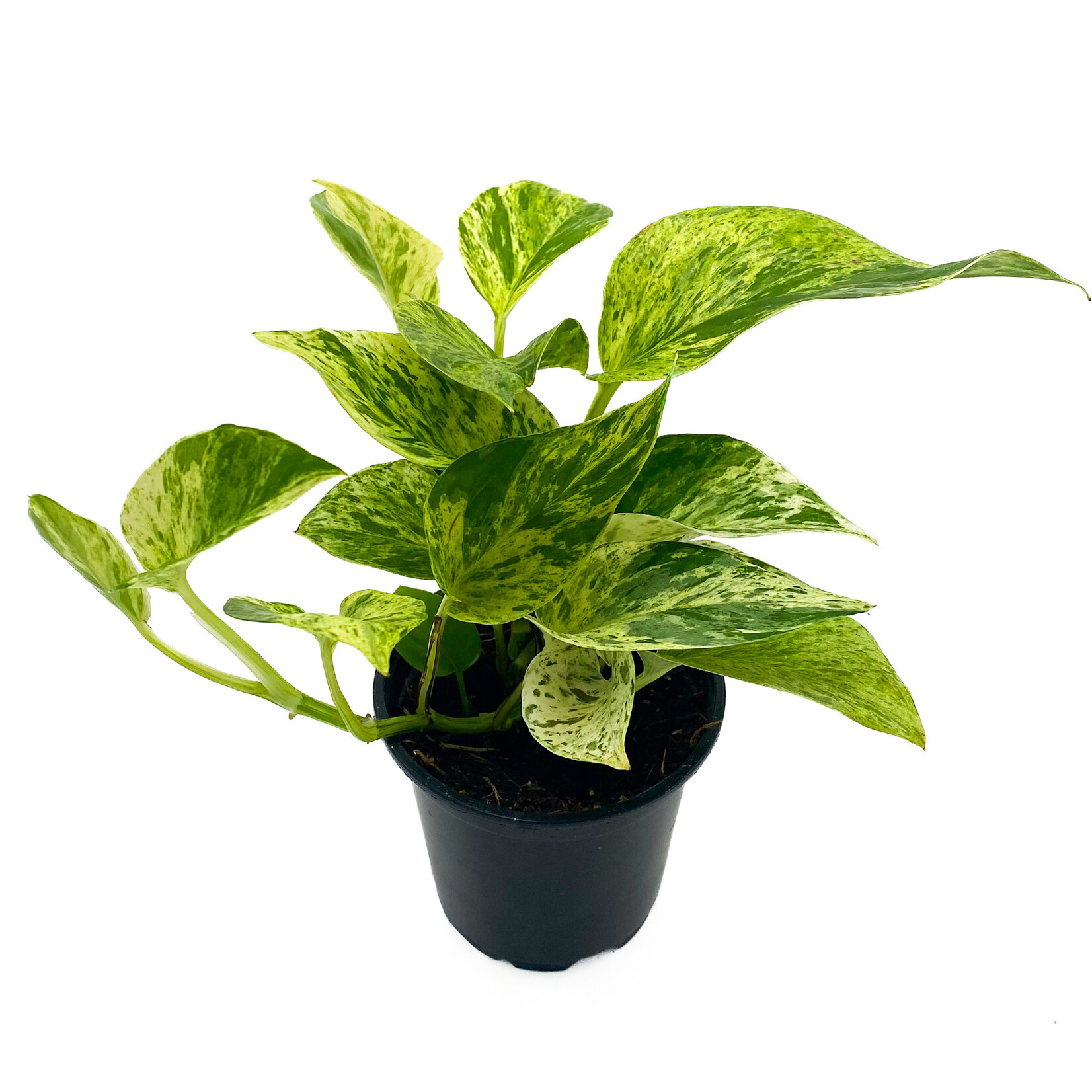 Pothos, Marble Queen