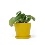 Pot, Tika w/s Meadowlark Yellow 5 in