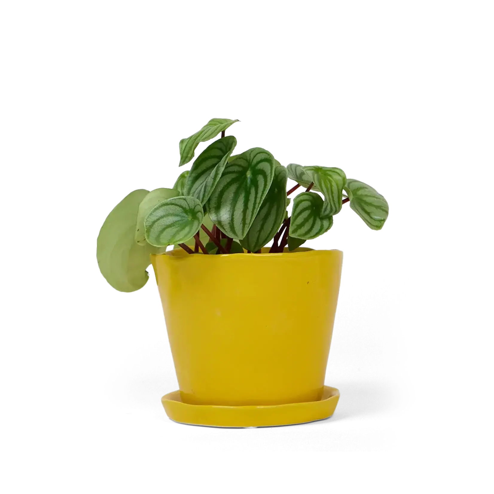 Pot, Tika w/s Meadowlark Yellow 5 in