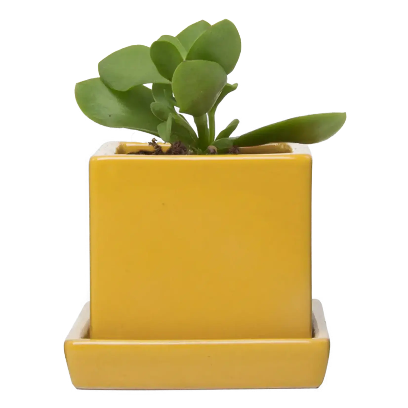 Pot, Cube w/s Goldenrod 3 in