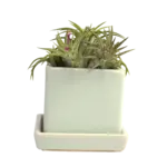 Pot, Cube w/s Greenery 3 in