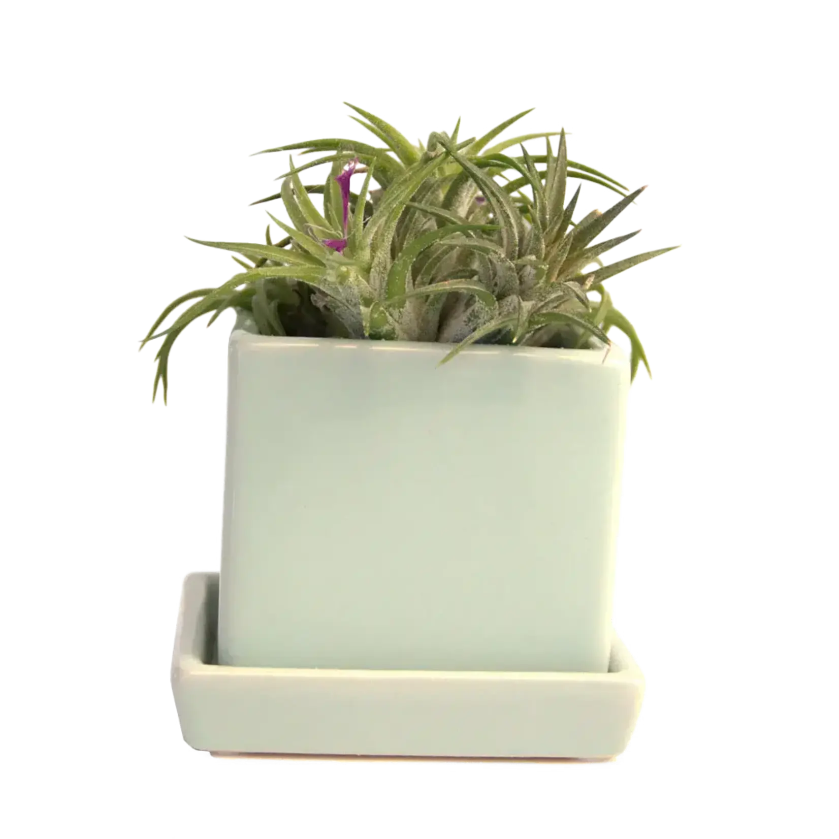 Pot, Cube w/s Greenery 3 in