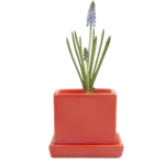 Pot, Cube w/s Tomato 3 in