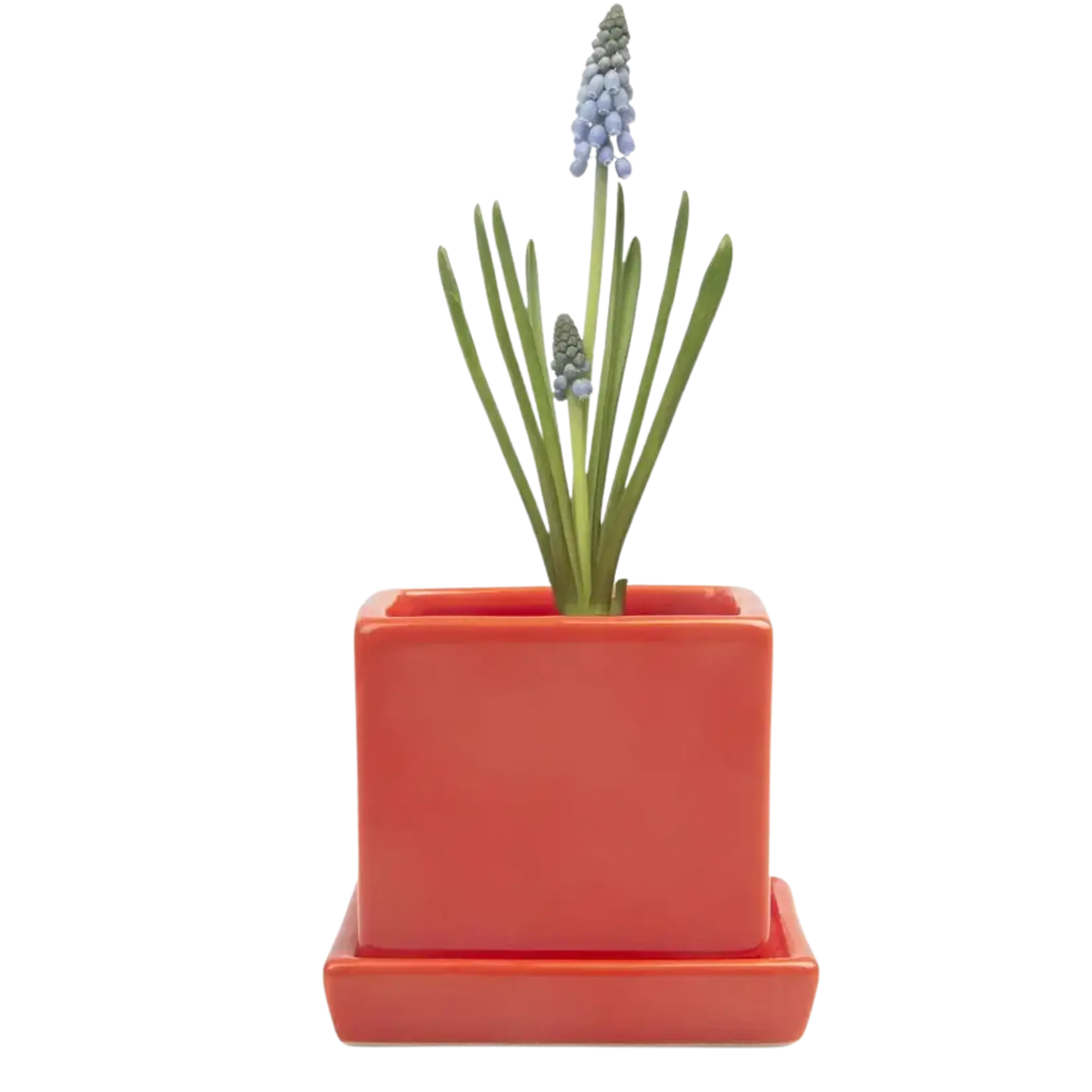 Pot, Cube w/s Tomato 3 in