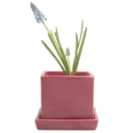 Pot, Cube w/s Raspberry 3 in